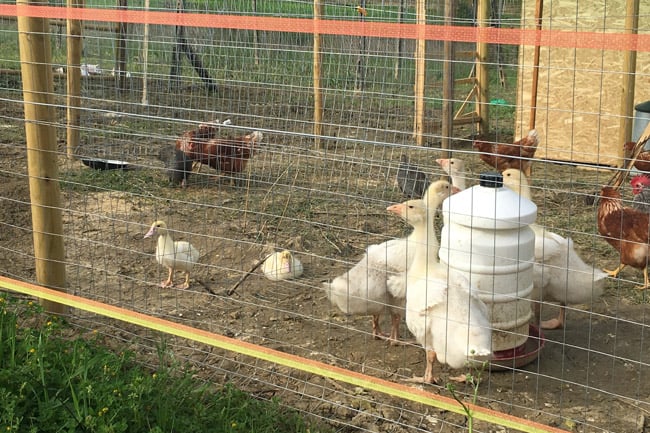 gli animali da cortile all'agriturismo tenuta il pino